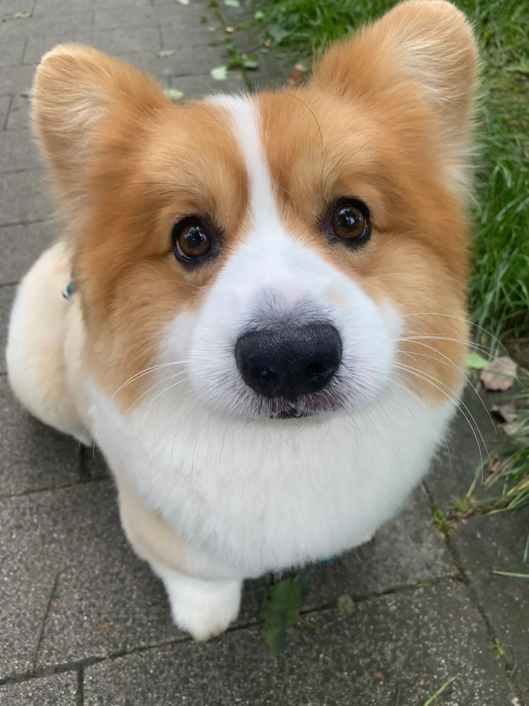 柯基犬为什么不建议养