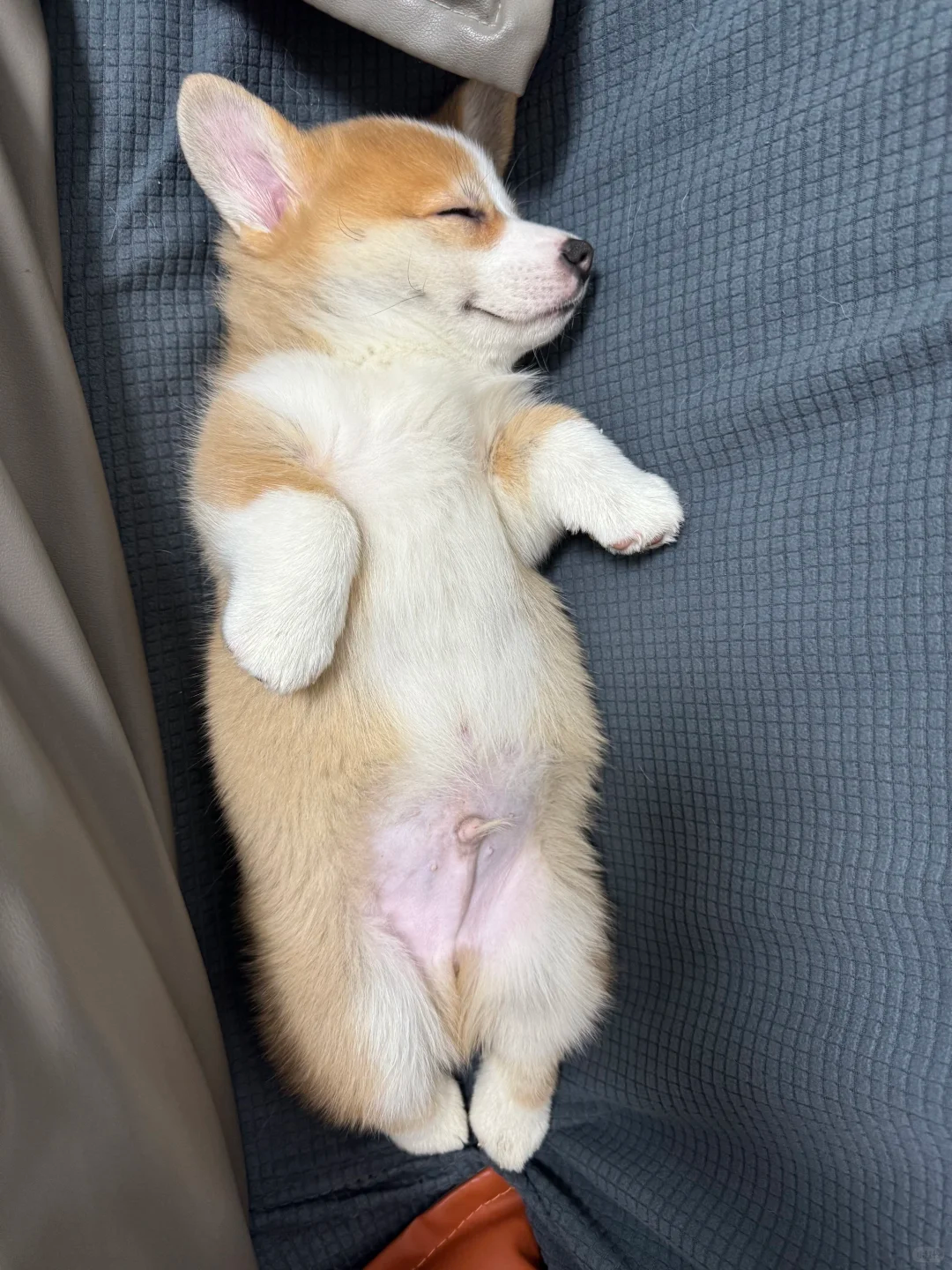 柯基的智商相当于几岁